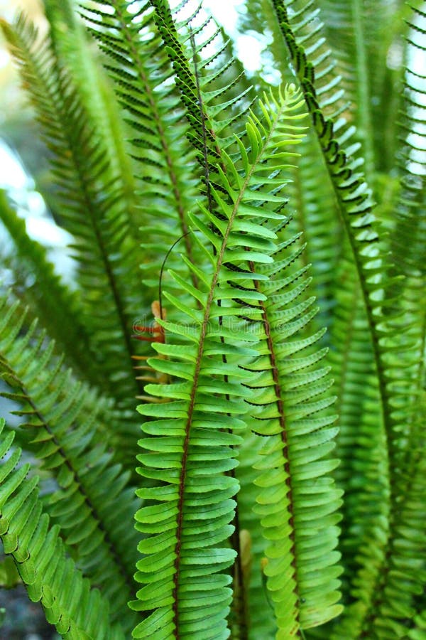 Nephrolepis Exaltata Der KlingenFarn Spezies Des Farns Im Familie