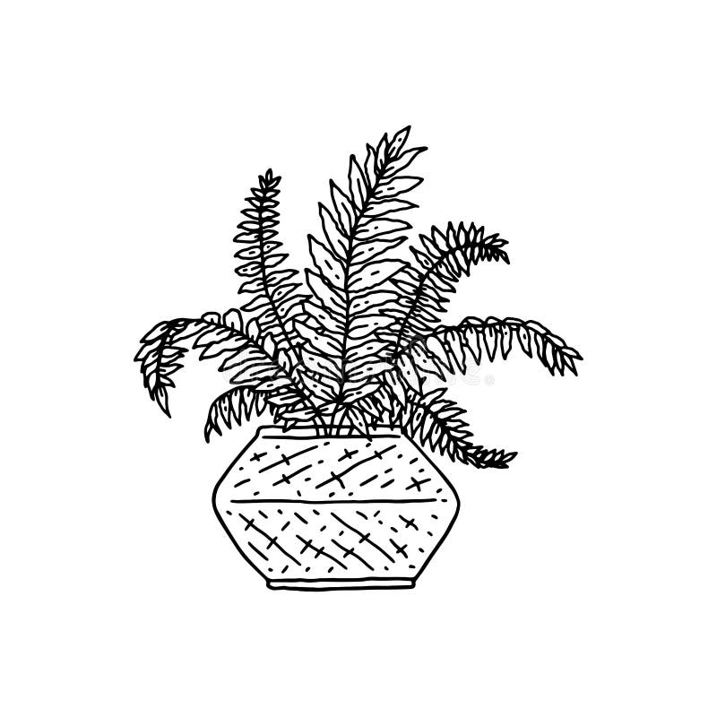 Nephrolepis Houseplant. Indoor Potted Plant Vector Black and White ...