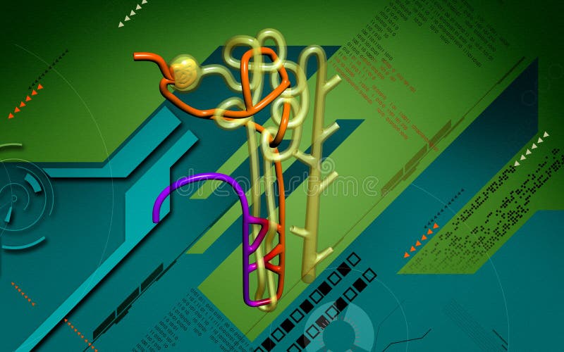 Nephron ilustración del vector Nephron ilustración del vector