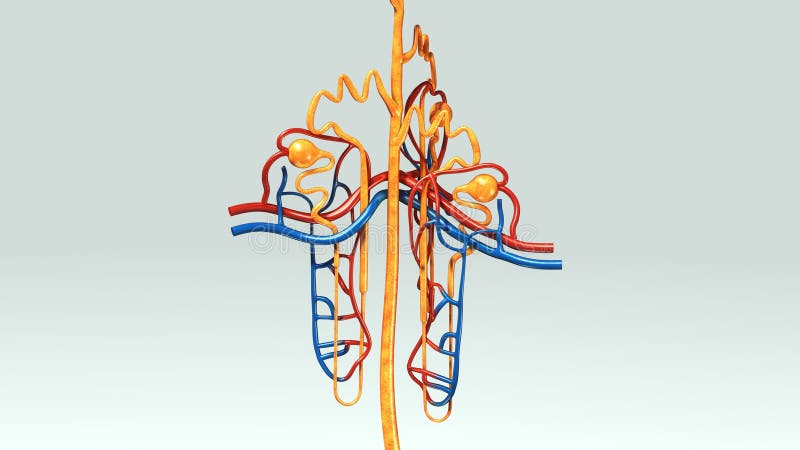 Nephron vector illustratie Nephron vector illustratie