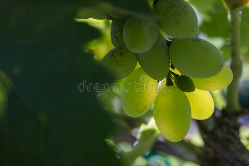 Neptune Seedless Grape stock image. Image of spring 183492369