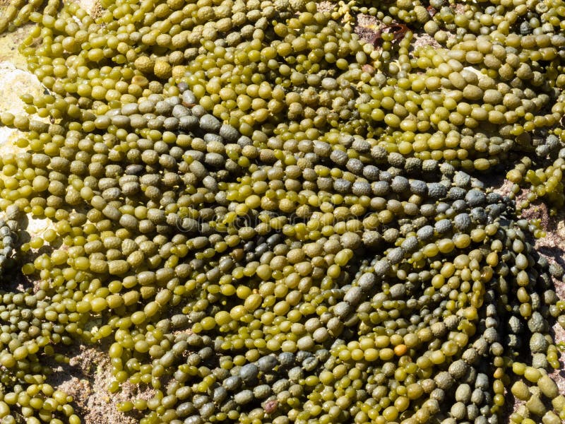 Image of Seaweed known as Neptune's necklace (Hormosira banksii) in a  rockpool in Tasmania - Austockphoto