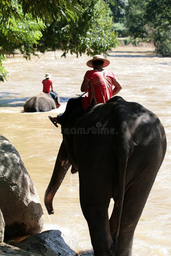 Two elephants going for a wash in the river in thailand. Two elephants going for a wash in the river in thailand.