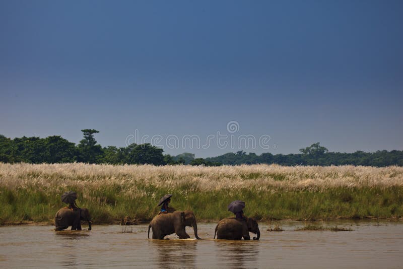 SAURAHA, NEPAL Washing the Elephants, Proboscidea Elephas maximus, in the river. SAURAHA, NEPAL Washing the Elephants, Proboscidea Elephas maximus, in the river