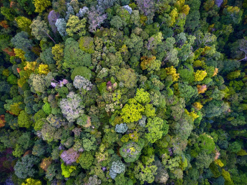 ner rainforestöverkant arkivbilder ner rainforestöverkant arkivbilder