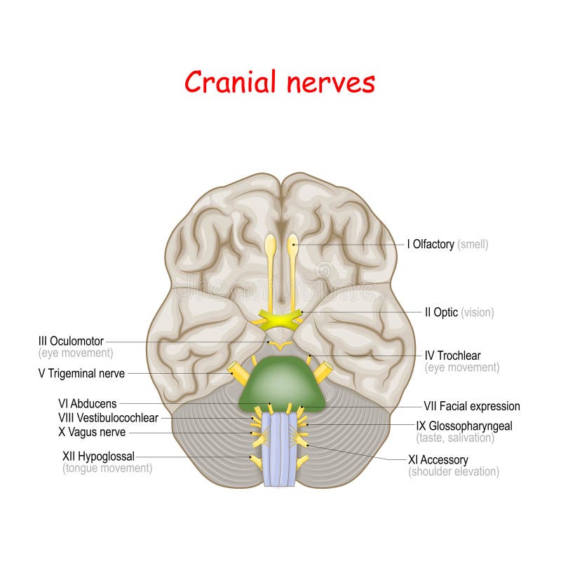 Tête 3d Transparente De L'homme Et Du Cerveau Illustration Stock -  Illustration du désespoir, nerf: 124155840