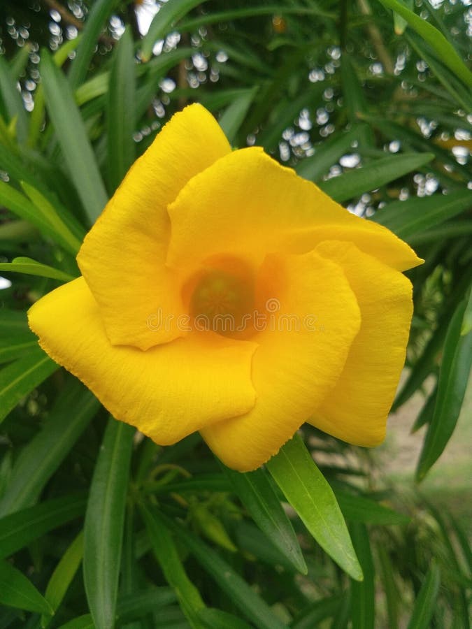 Nerium flower royalty free stock photography Nerium flower royalty free stock photography