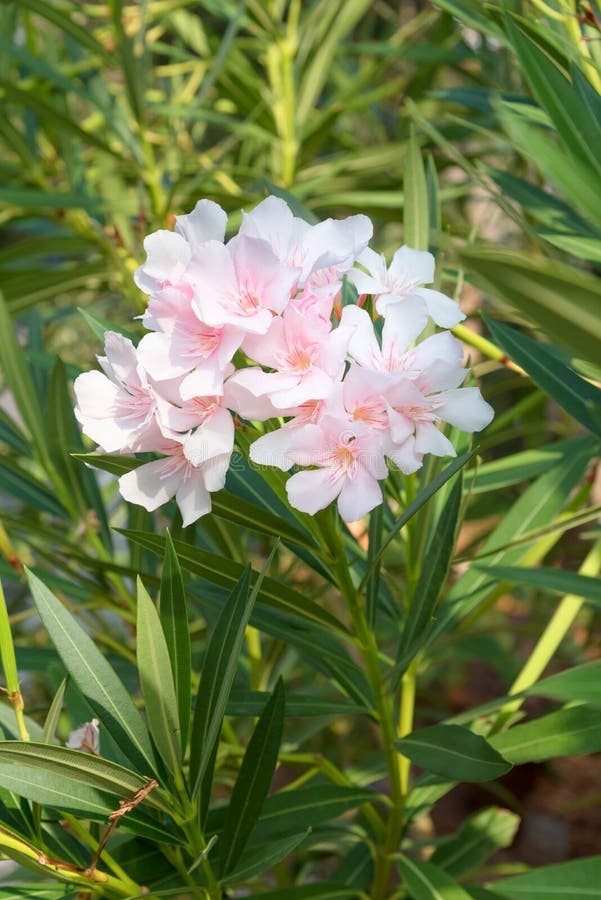 Nerium oleander is a shrub or small tree in the dogbane family Apocynaceae, toxic in all its parts.