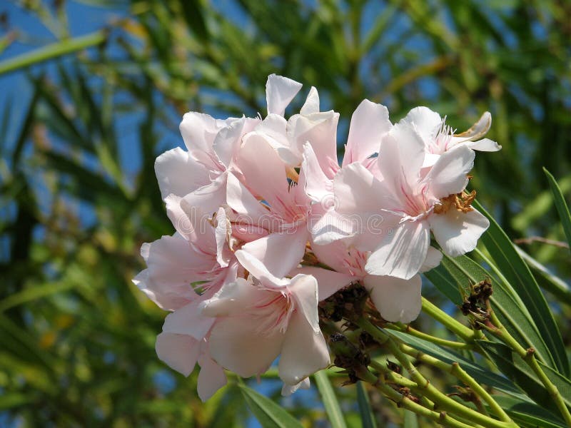 Oleander (Nerium oleander) is an evergreen shrub or small tree in the dogbane family Apocynaceae and is one of the most poisonous plants known. It is the only species currently classified in the genus Nerium. Other names include Adelfa, Alheli Extranjero, Baladre, Espirradeira, Flor de SÃ£o Jose, Laurel de jardÃ­n, Laurel rosa, Laurier rose, Flourier rose, Olean, Aiwa, Rosa Francesca, Rosa Laurel