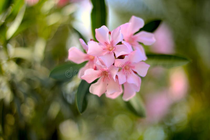 Beautiful Nerium oleander close-up with soft focus