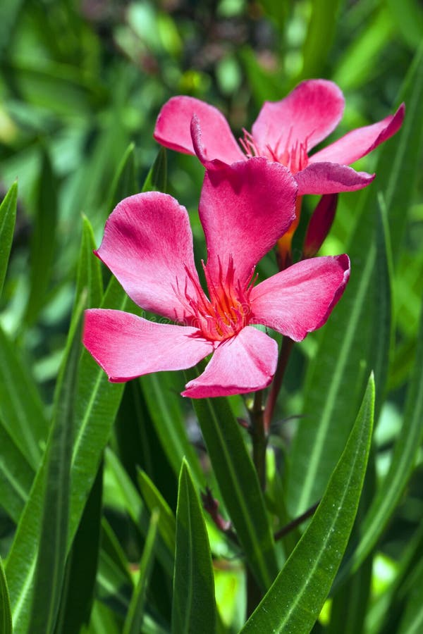 Two gorgeous flowers of a Nerium oleander shrub during summer