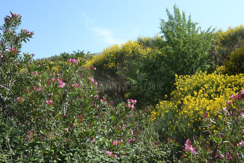 Nerium oleander and Cytisus scoparius in Crete.