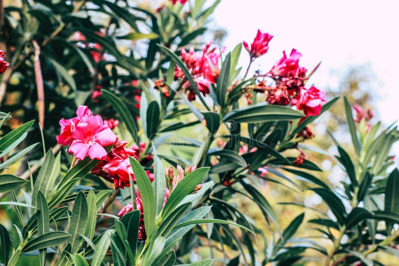 Nerium oleander grows as a distinctive shrub or small tree, with characteristically bright, showy flowers.