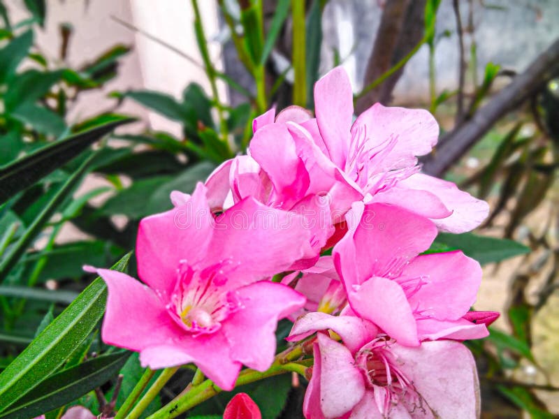 Nerium Oleander Flowers Collection in India Stock Image - Image of ...