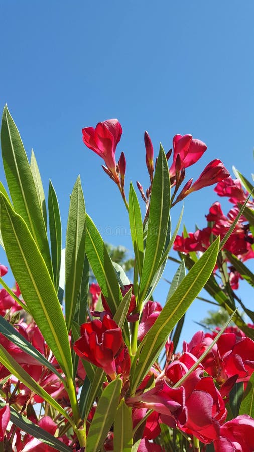 Nerium oleander jest krzakiem małym drzewem w dogbane rodziny Apocynaceae lub, substancja toksyczna w wszystkie swój częściach Ja obraz royalty free Nerium oleander jest krzakiem małym drzewem w dogbane rodziny Apocynaceae lub, substancja toksyczna w wszystkie swój częściach Ja obraz royalty free
