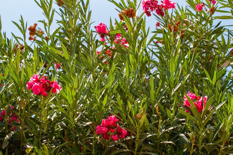 Nerium oleander, kwiatonośny krzak różowy oleander obraz stock Nerium oleander, kwiatonośny krzak różowy oleander obraz stock