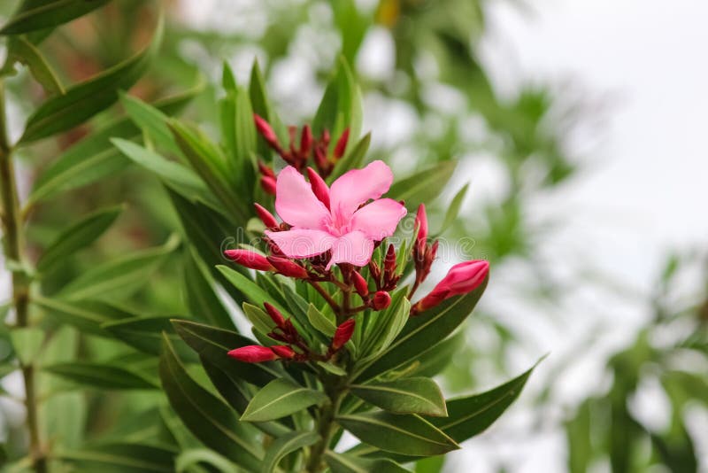 Nerium oleander να ανθίσει την άνοιξη στην Τουρκία στοκ εικόνα με δικαίωμα ελεύθερης χρήσης