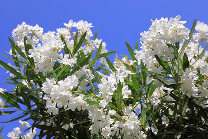 Nerium oleander. White oleander flowers on blue sky background. Nerium oleander. White oleander flowers on blue sky background