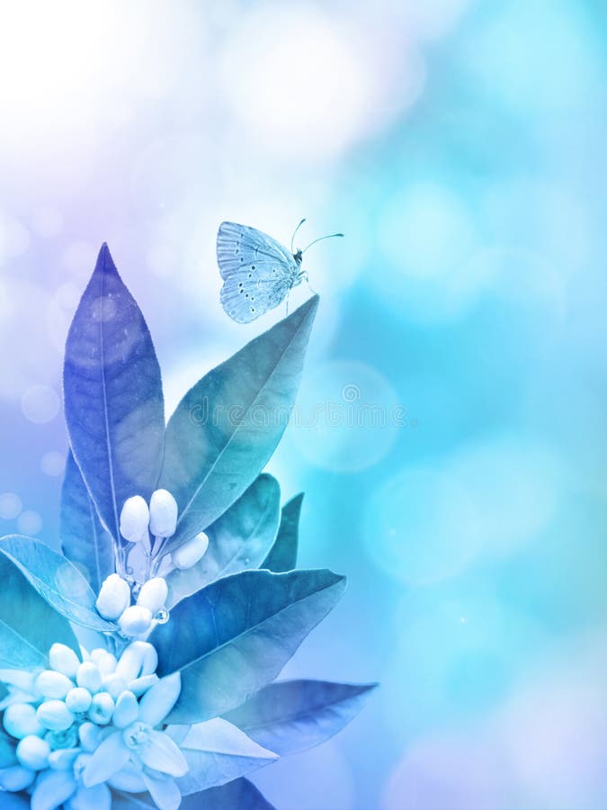 Neroli blossom and butterfly on the blurred blue vertical background. Spring flowers. Neroli blossom and butterfly on the blurred blue vertical background. Spring flowers