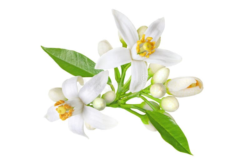 Orange Tree White Flowers, Buds and Leaves Bunch Isolated on White ...