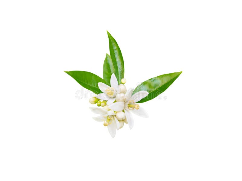 Neroli blossom isolated on white