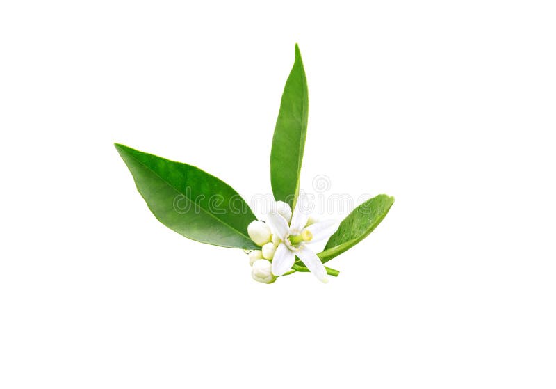 Neroli flowers and buds after spring rain isolated on white. Azahar blossom