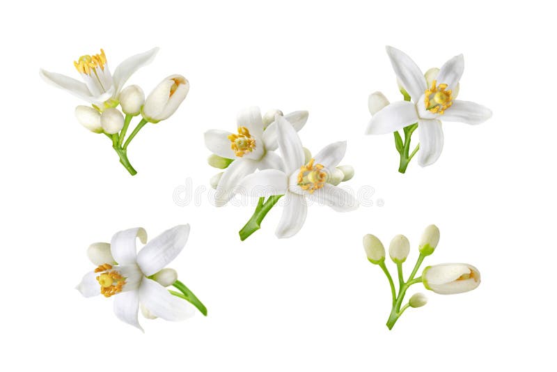 Neroli white flowers and buds set isolated on white