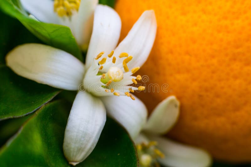 351 RF Dreamstime