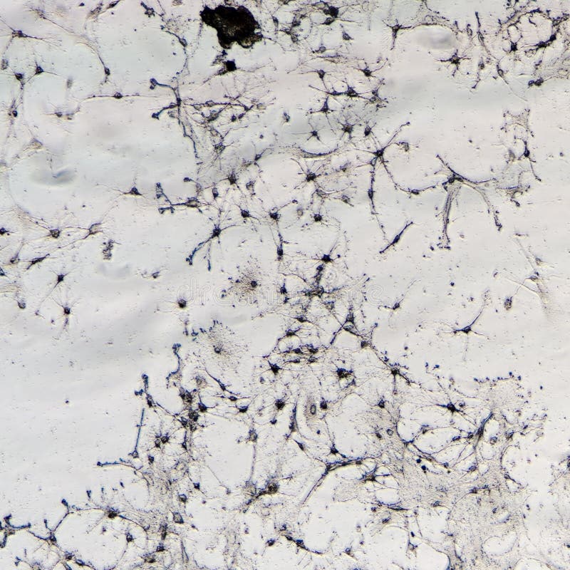 Nerve cells of rat brain stock photos