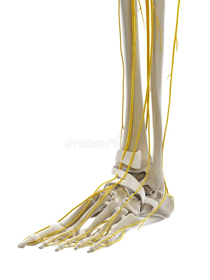 diagram of nerve endings in feet diagram of nerve endings in feet