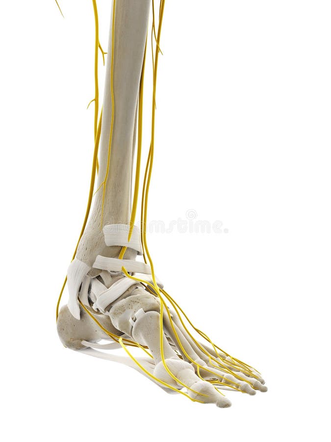 diagram of nerve endings in feet diagram of nerve endings in feet