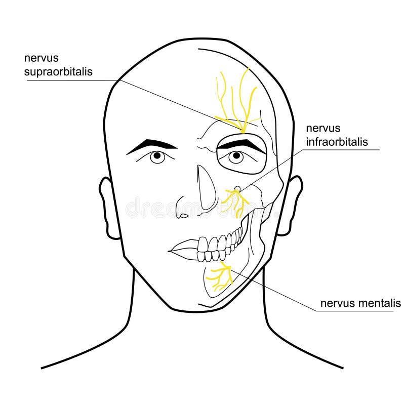 Nerves of the head. stock vector. Illustration of face - 45207743