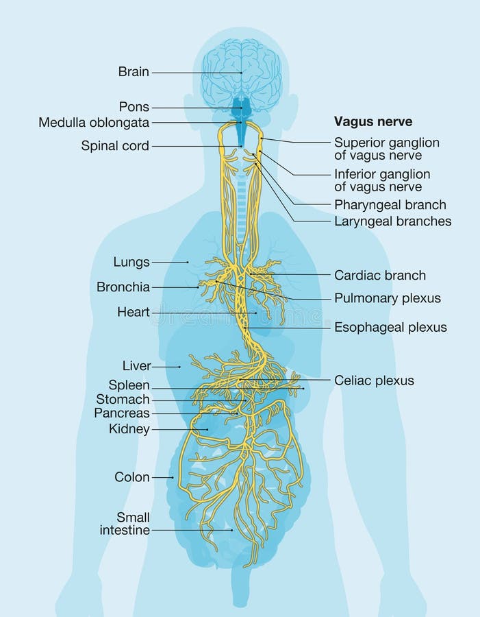 Nervio vago etiquetado y órganos humanos médicamente ilustración
