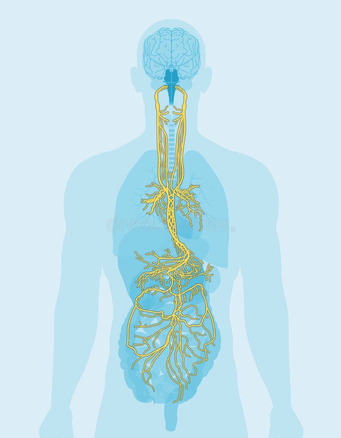 Nervio vago y órganos humanos ilustración médica