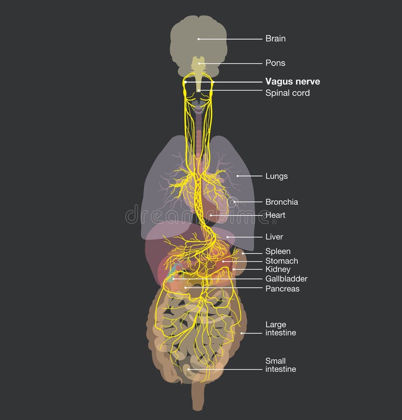 Nervio vago y órganos humanos médicamente ilustración etiquetada