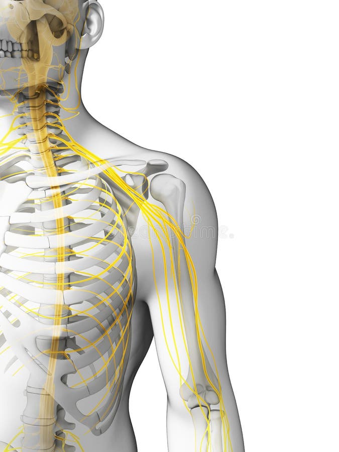 3d rendered illustration - shoulder nerves. 3d rendered illustration - shoulder nerves