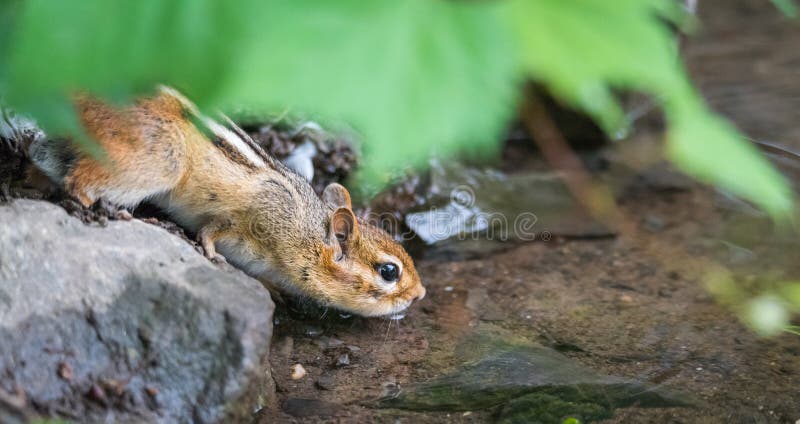 Nervous chipmunk (Tamias) drinks at the river's edge.