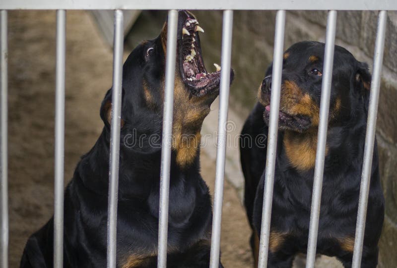Are Rottweilers Jealous Dogs