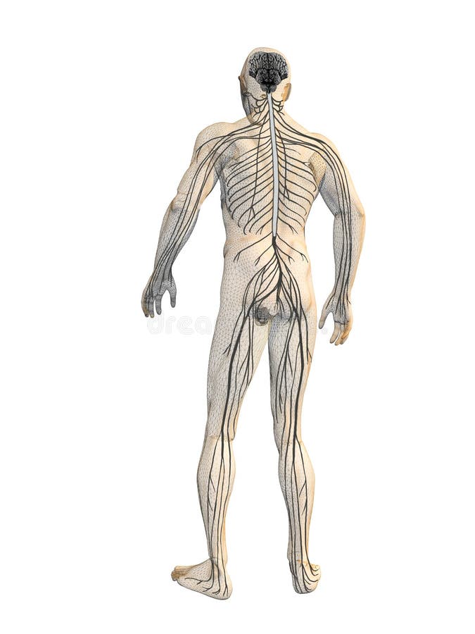 Nervous system vector illustration Nervous system vector illustration