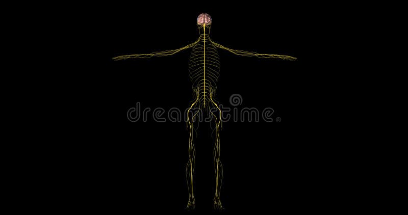 Nervous System with Brain of Human Body in Rotation Stock Footage - Video  of nerves, investigation: 80297910