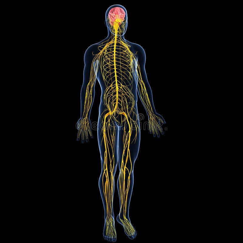 Umano anatomia illustrazione del sistema nervoso con il corpo pieno di maschio.