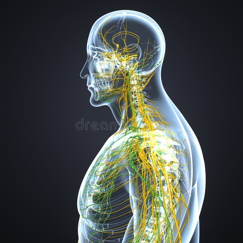 Nerves and Lymph nodes with Body Lateral view