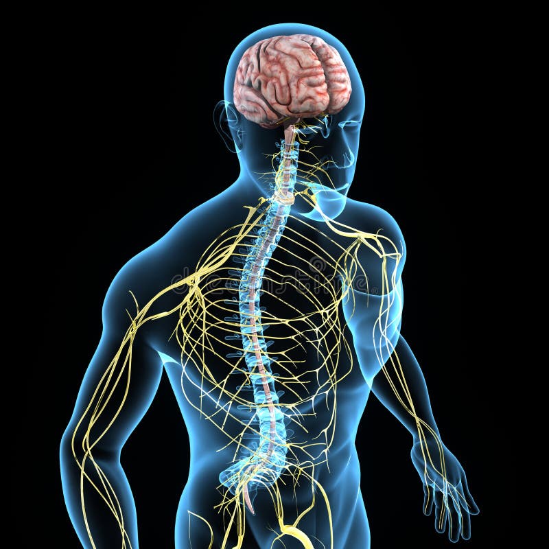 Nervous system stock illustration. Illustration of cerebrum - 44728995
