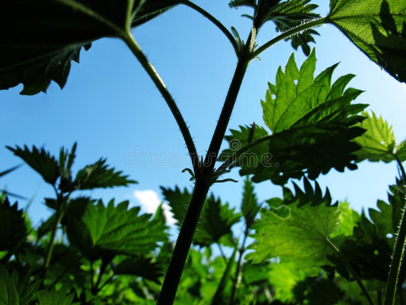 Nessel mit blauem Himmel stockbild Nessel mit blauem Himmel stockbild