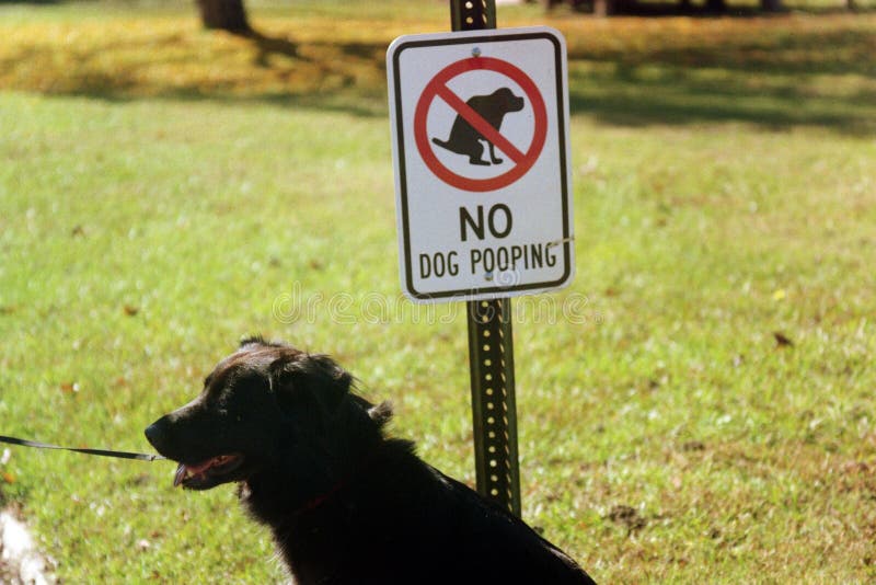 Nessun cani permessi fotografie stock libere da diritti Nessun cani permessi fotografie stock libere da diritti