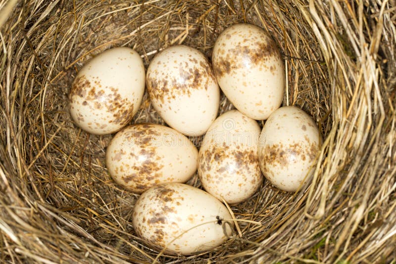 A nest with 7 eggs of red- backed shrike