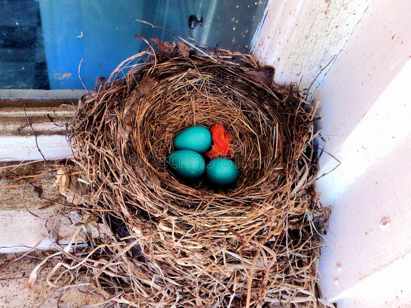 A nest of American robin new born babies just hatched royalty free stock photos A nest of American robin new born babies just hatched royalty free stock photos