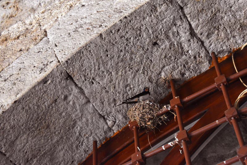 A nest of birds on the wall above the window. royalty free stock photos A nest of birds on the wall above the window. royalty free stock photos
