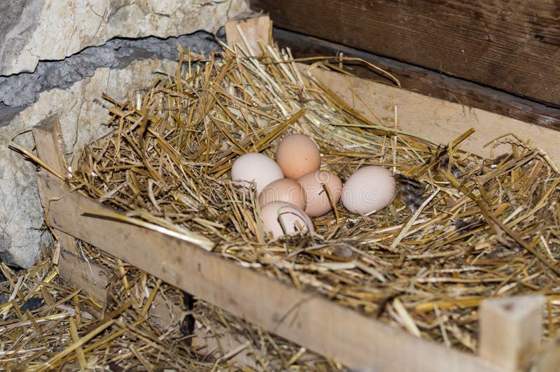 Nest der Hühnereien lizenzfreie stockbilder Nest der Hühnereien lizenzfreie stockbilder