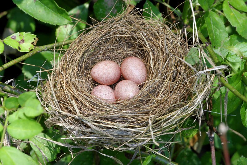 Nest with Eggs stock image. Image of nestegg, songbirds 5718173